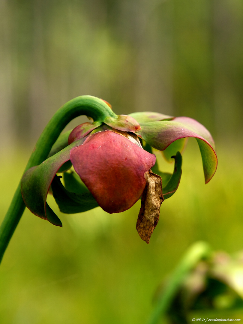 Sarracenia.purpurea Couleur d'automne