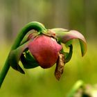 Sarracenia.purpurea Couleur d'automne