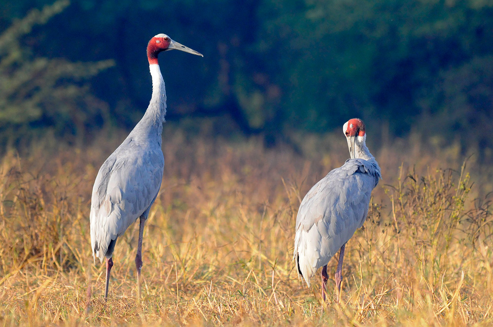 Sarus Crane (Gru Antigone) - Parco Sariska (Rajasthan - India)