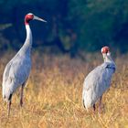 Sarus Crane (Gru Antigone) - Parco Sariska (Rajasthan - India)