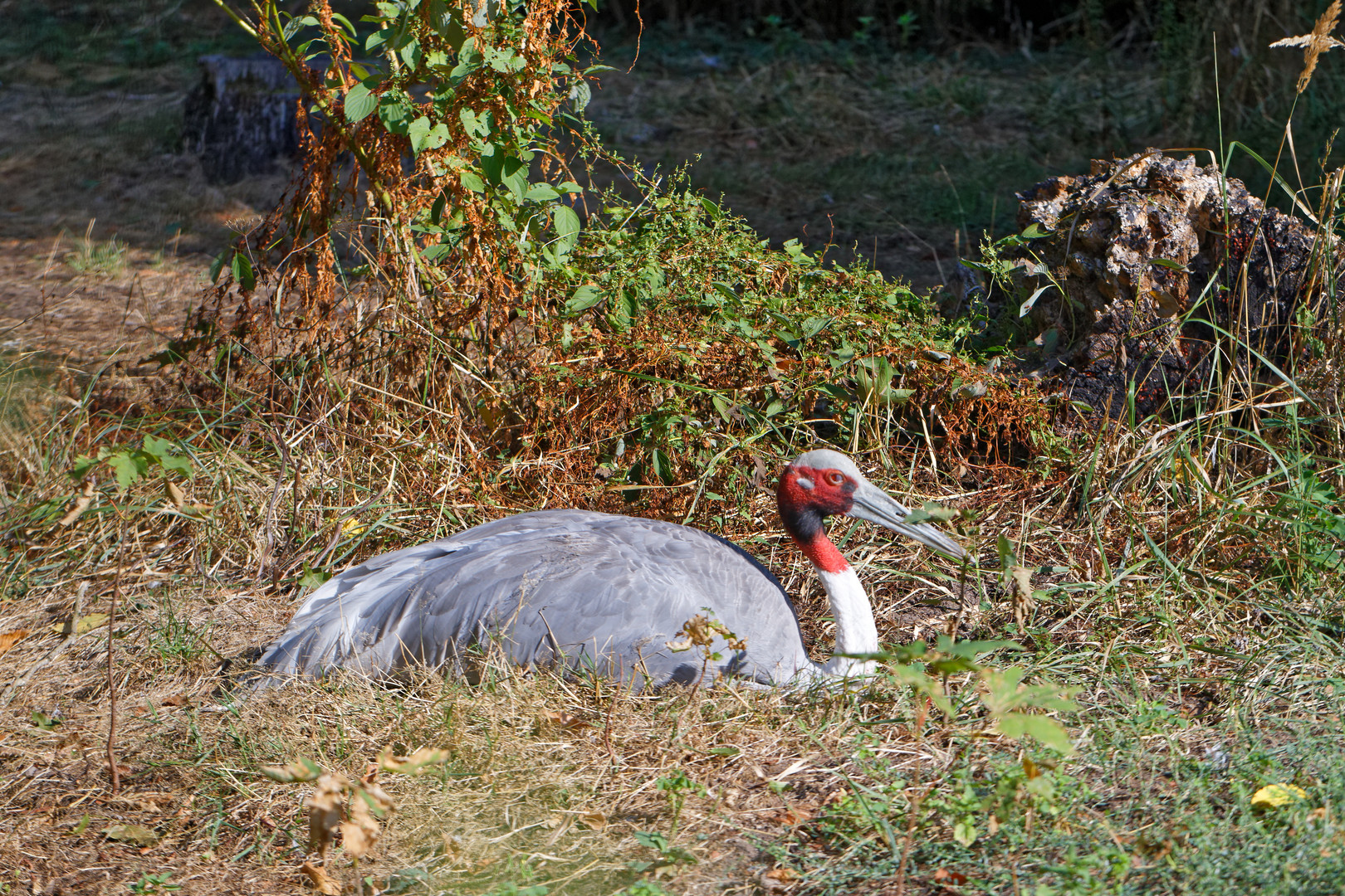 Saruskranich