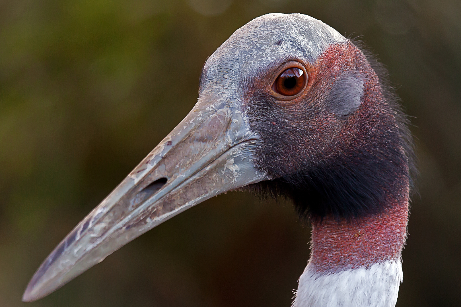 Saruskranich (Grus antigone)