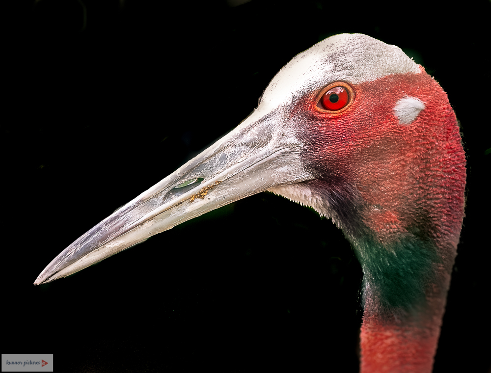 Saruskranich Tierpark Berlin 