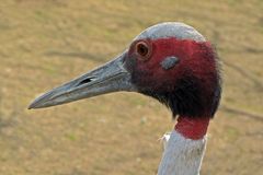 Saruskranich (Zoo Neuwied)