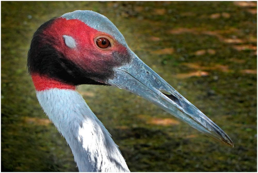 Saruskranich (Zoo Neuwied / Rhein)