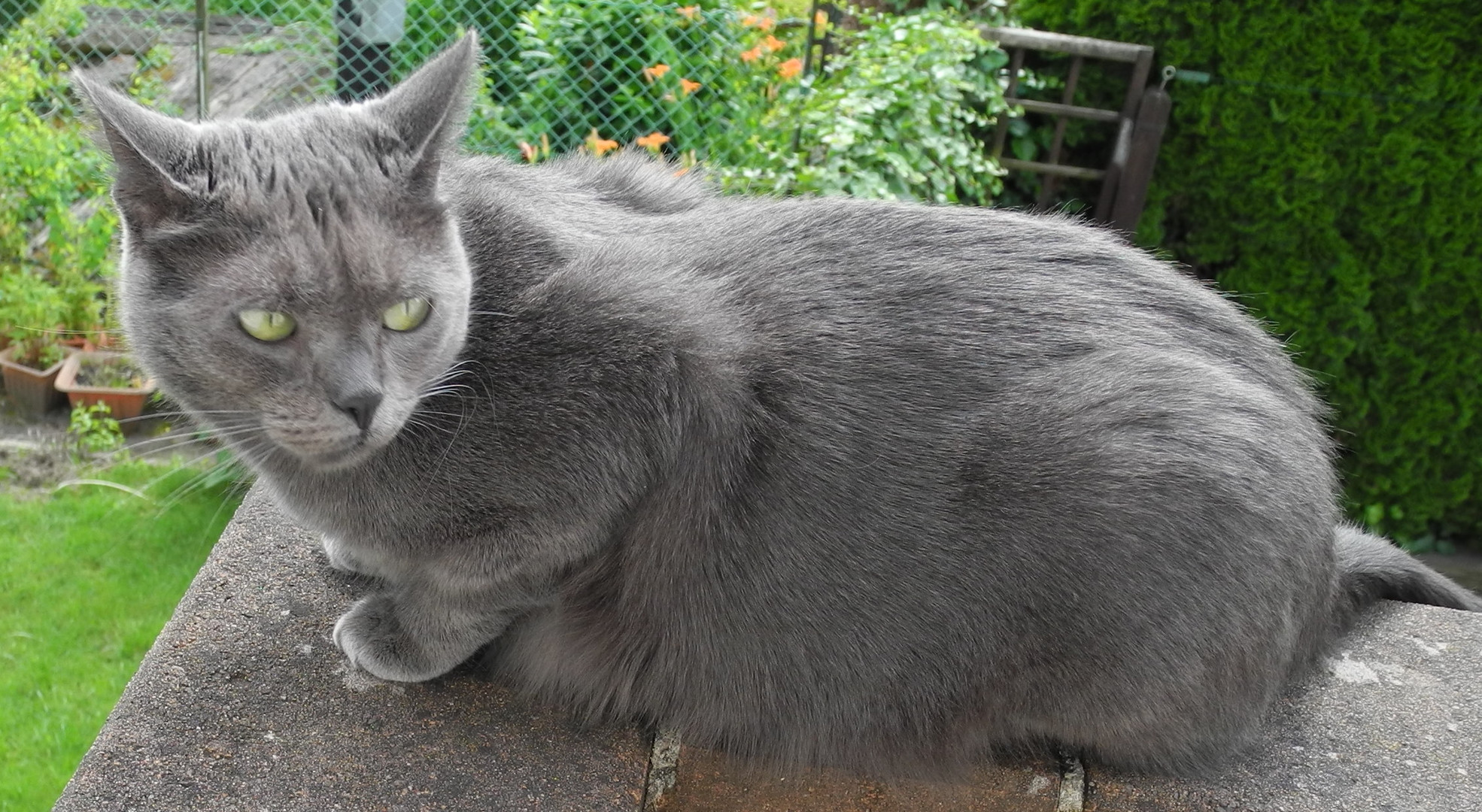 Sasa auf dem Balkon