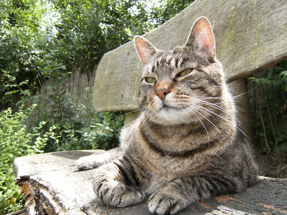 Sascha auf der Gartenbank