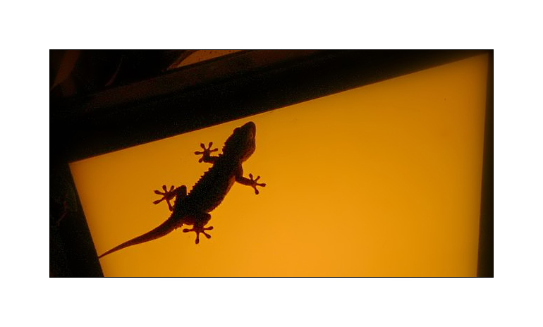 Saschas Gecko
