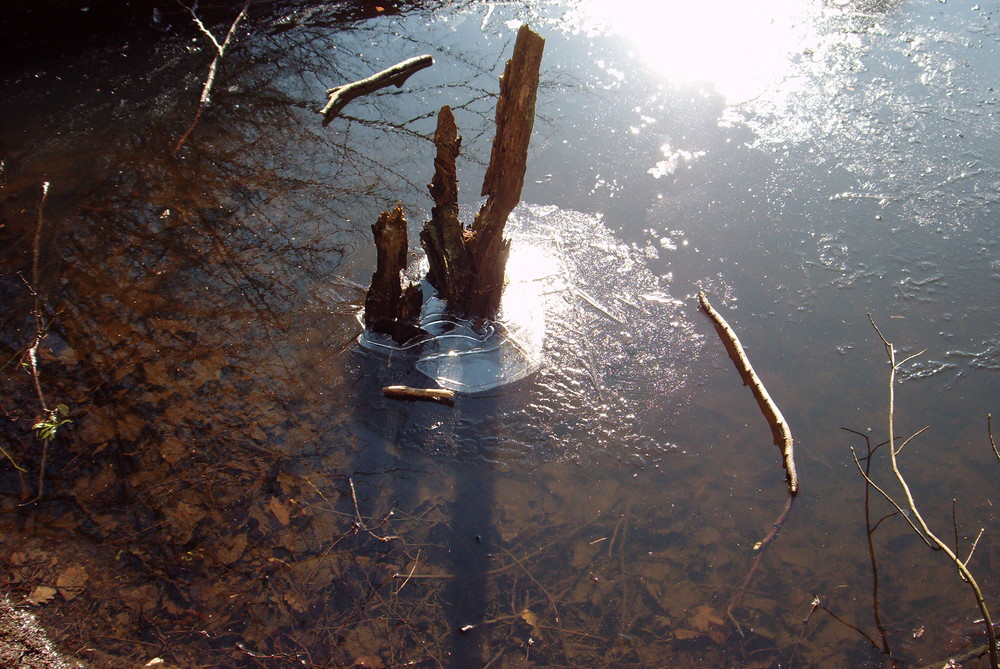 Saselbek - Eis & Baumstumpf (März 2008)