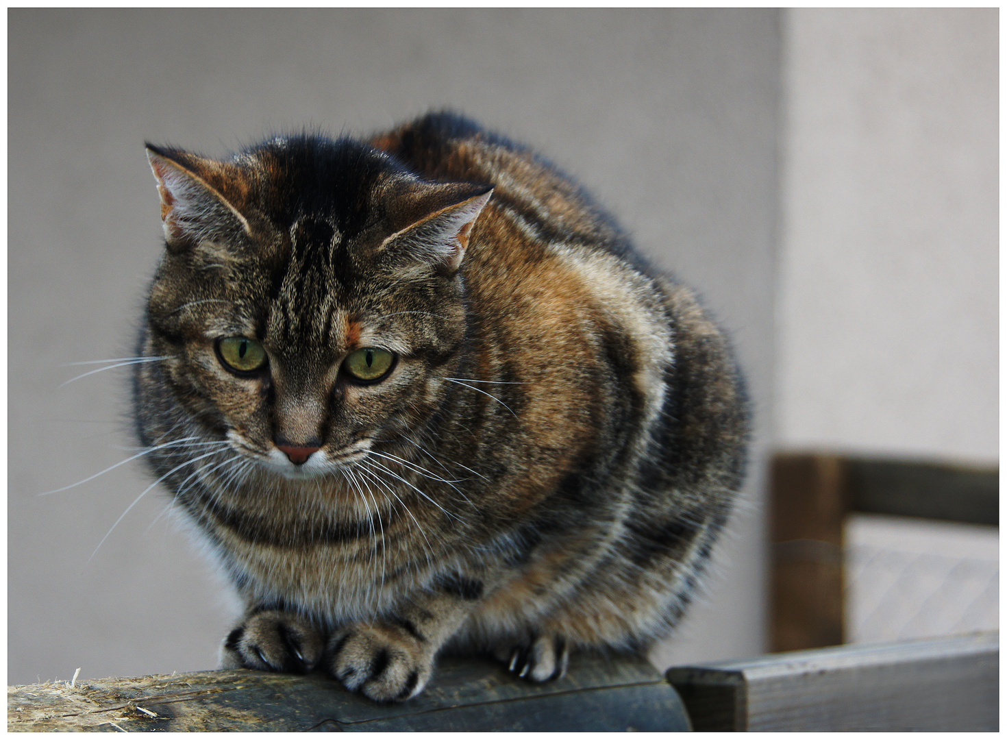 Sasou auf dem Gartenzaun