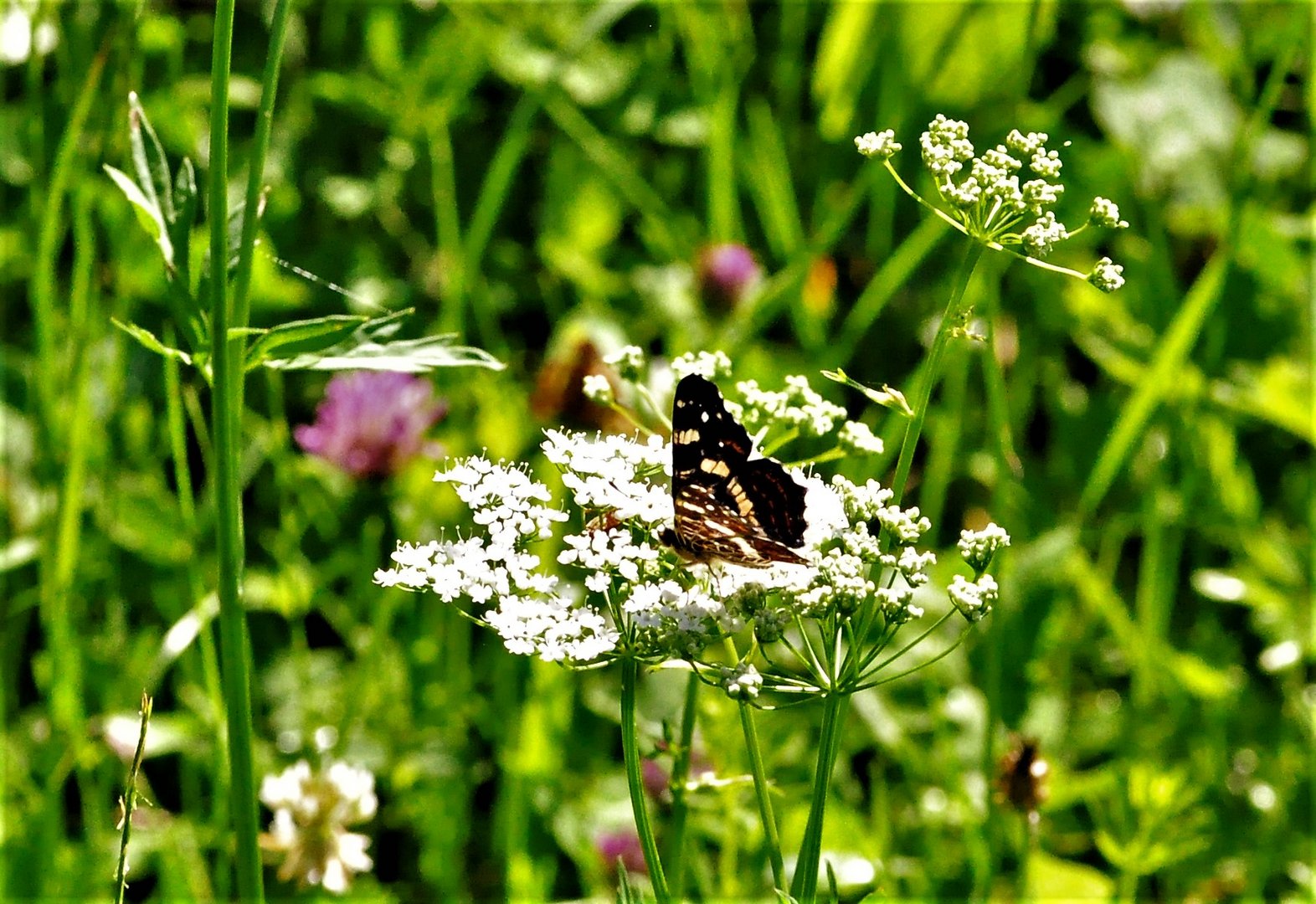 ...saß einfach in der Wiese.....