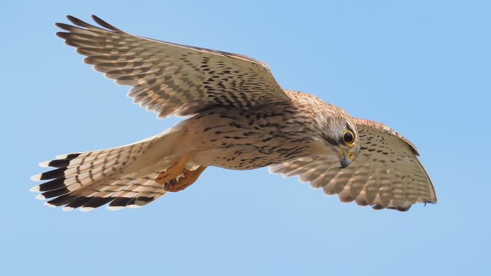 saß in der wiese und schaute nach oben