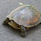 saß mitten auf dem Radweg