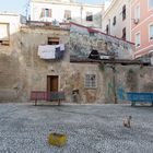 Sassari gato