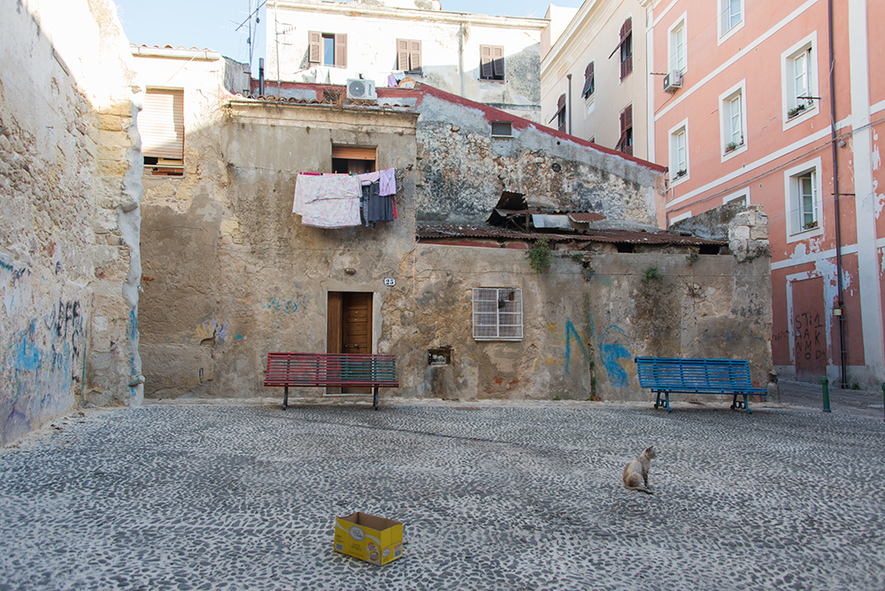 Sassari gato