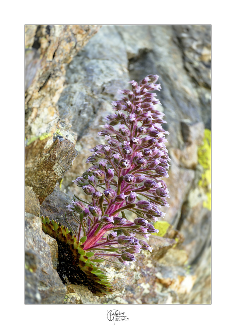 Sassifraga Florulenta dell'Argentera