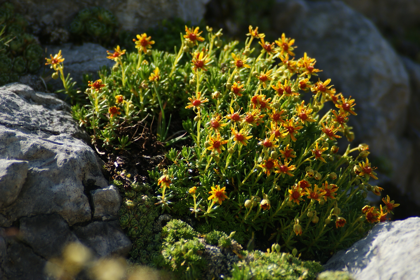 Sassifraga muschiata (Saxifraga mutata)