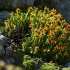 Sassifraga muschiata (Saxifraga mutata)