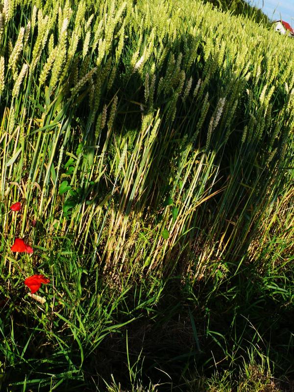 Sassy Muckline im Weizenfeld