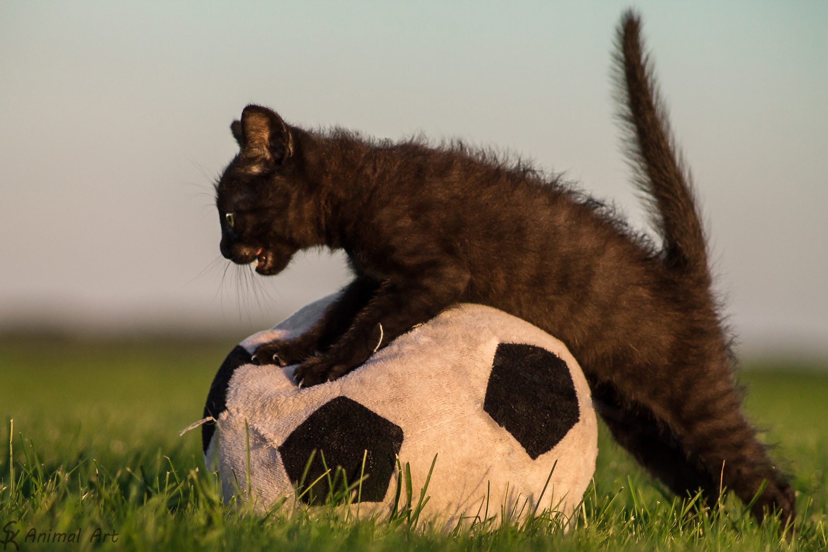 Satan - ca 7 Wochen alter Findelkater