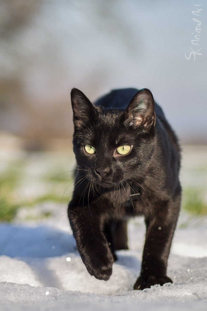 Satan der Mini-Panther