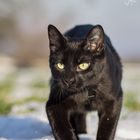 Satan der Mini-Panther