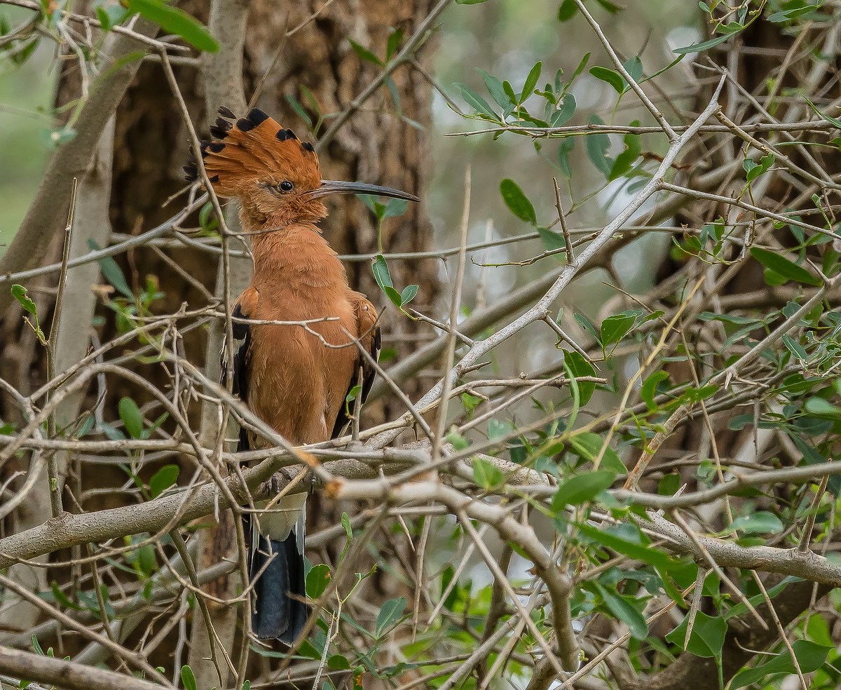 Satara Main Camp - African Hoopoe -