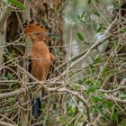 Satara Main Camp - African Hoopoe -