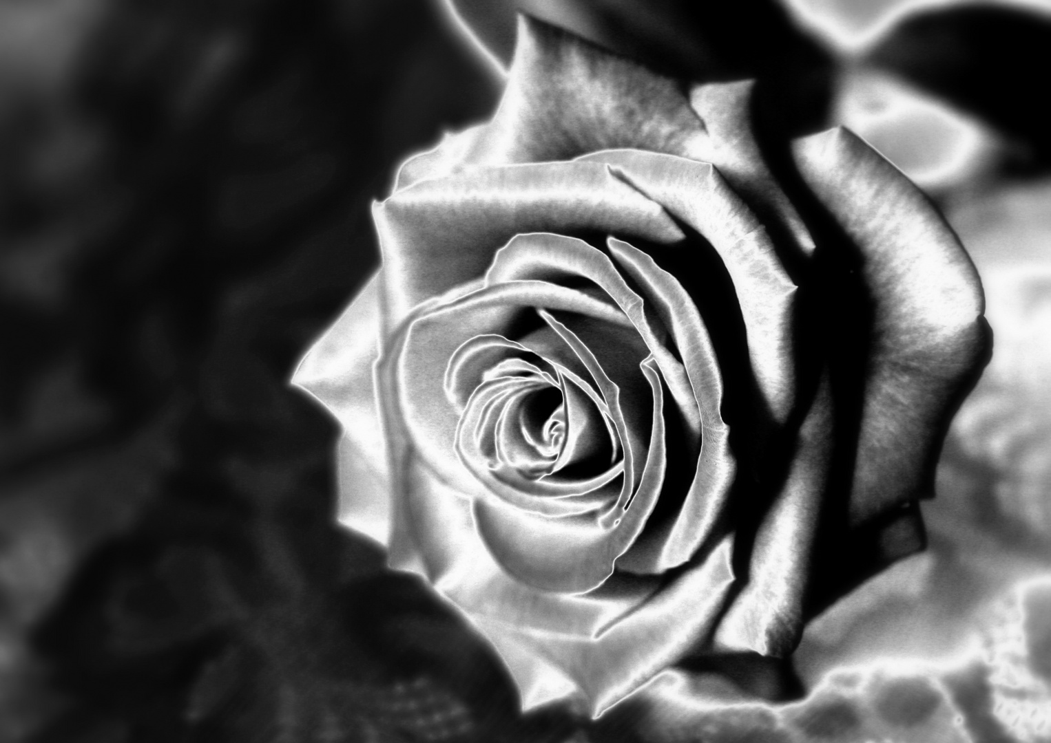 Satin Rose