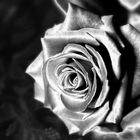 Satin Rose