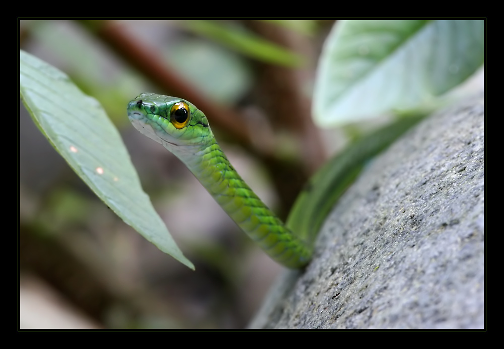 Satiny Parrot Snake