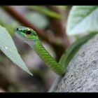 Satiny Parrot Snake