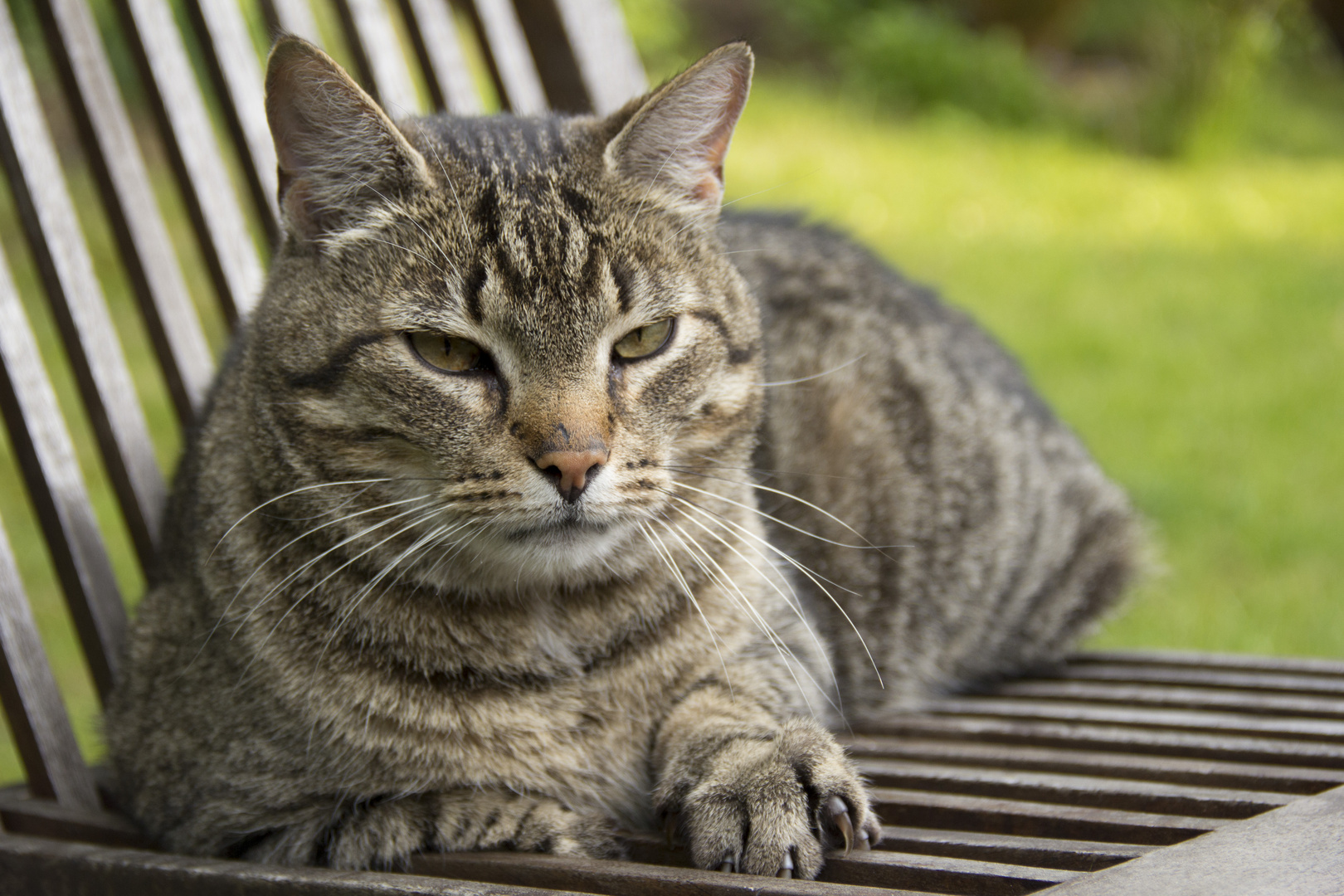 Satt Foto & Bild archiv, a r c h i v aktuell, wilde katzen Bilder auf
