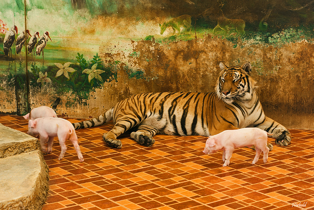 Satt Foto & Bild asia, thailand, southeast asia Bilder auf