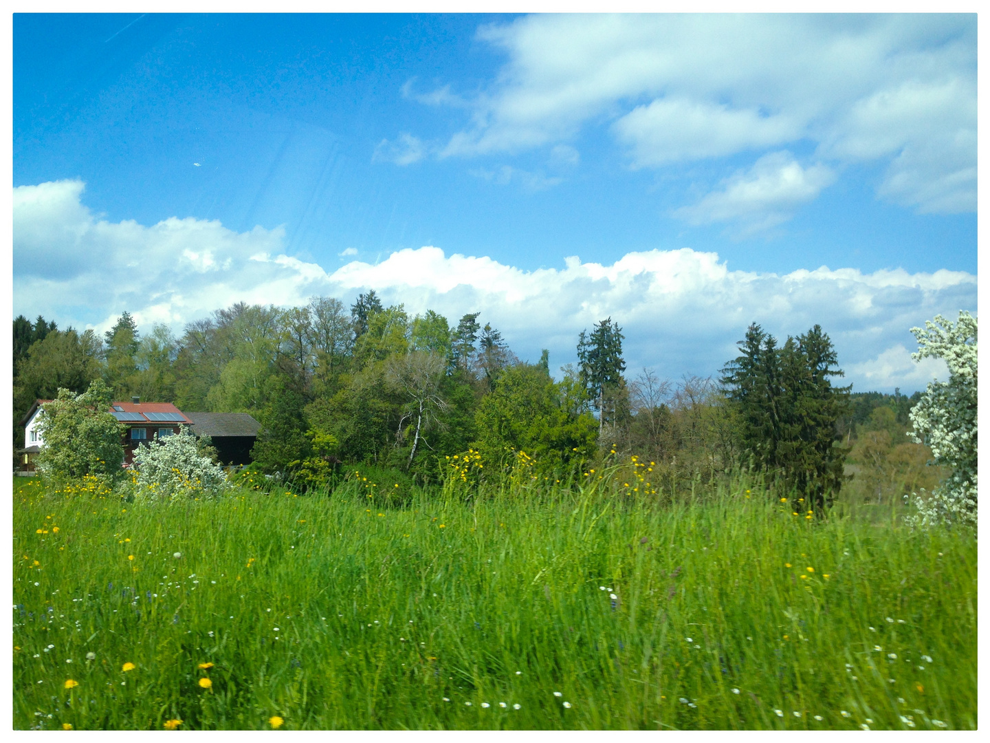 Satt Grün die Wiesen.....der Frühling