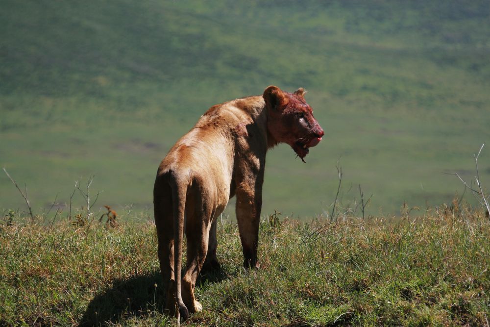 satt [Ngorongoro Krater 08] von RingoBora 