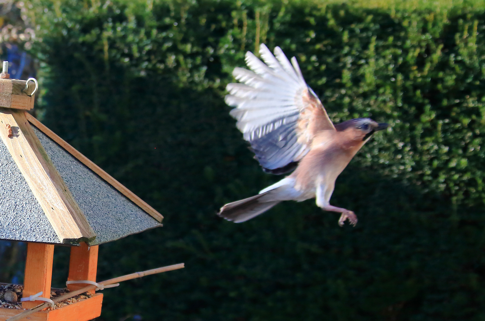 satt und zufrieden fliegt er ab