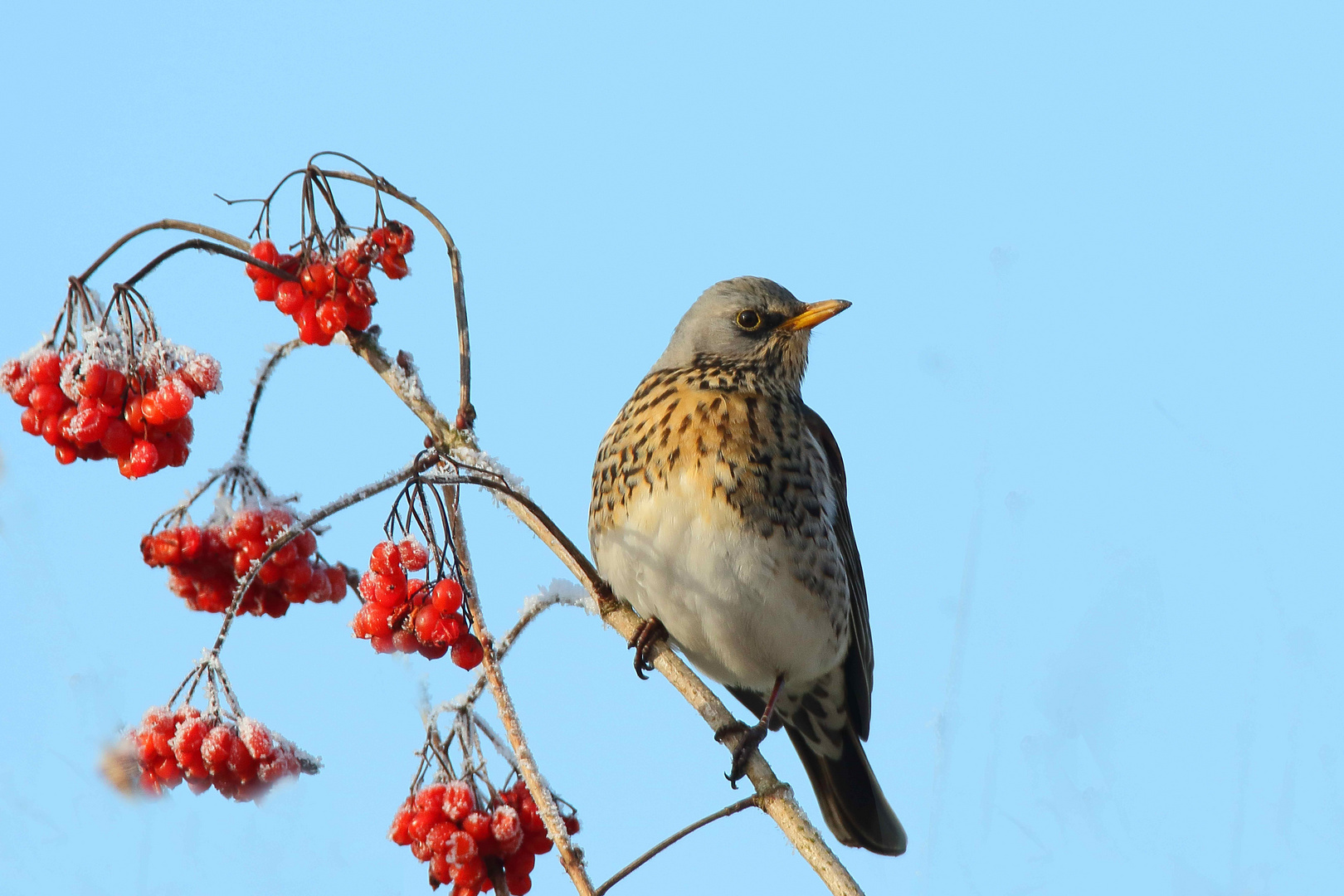 Satt von roten Beeren