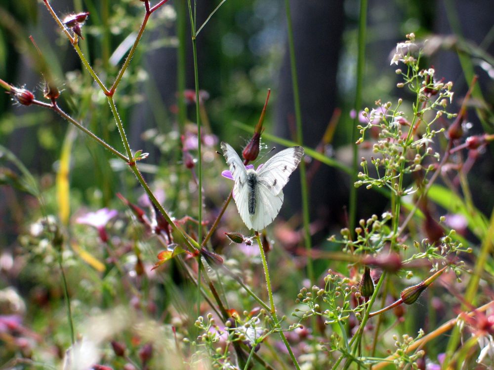 Satte Blumenwiese