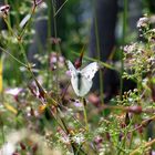 Satte Blumenwiese