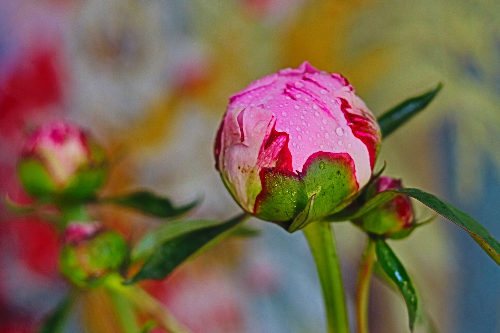 Satte Farben - Colori forti