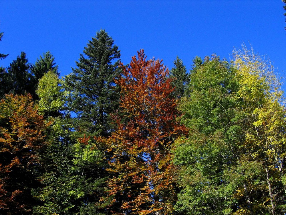 Satte Farben im Herbst