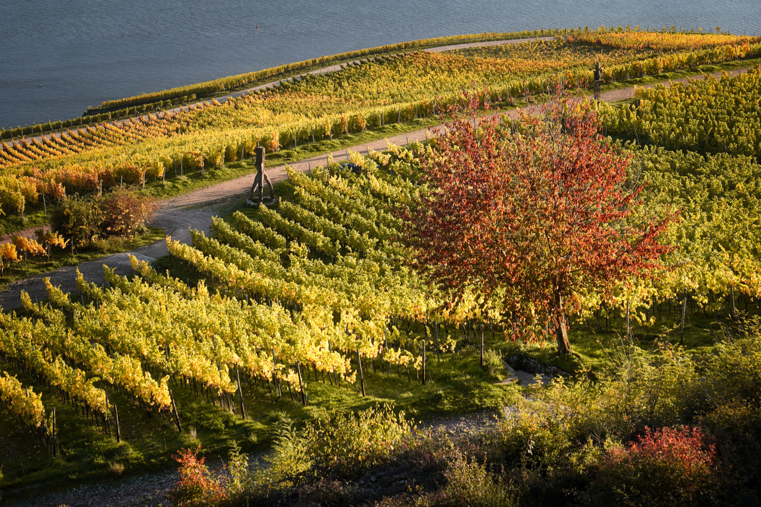 Satte Herbstfarben in den Weinbergen am Rhein