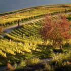 Satte Herbstfarben in den Weinbergen am Rhein