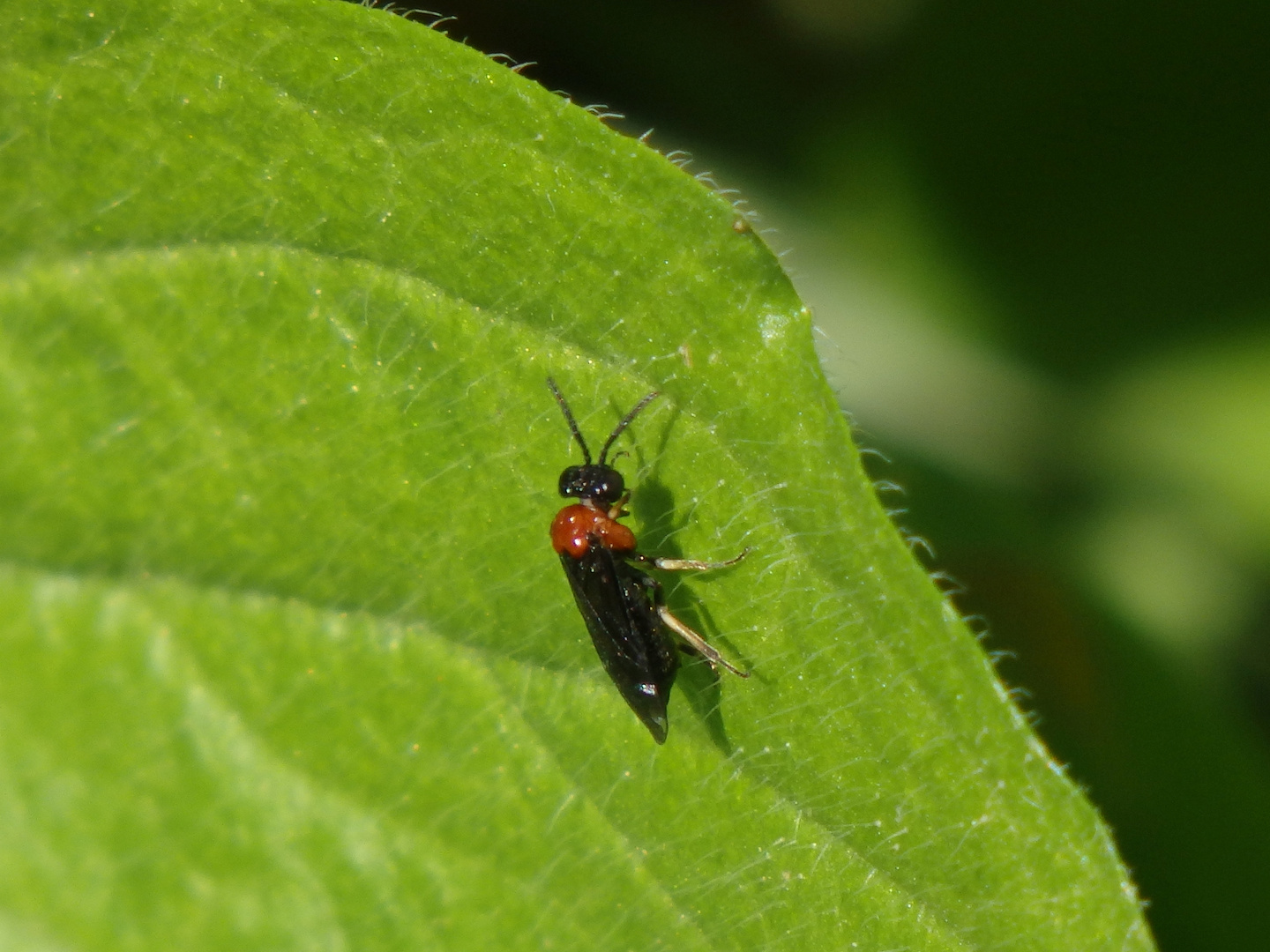 Sattel-Blattwespe (Eutomostethus euphippium)