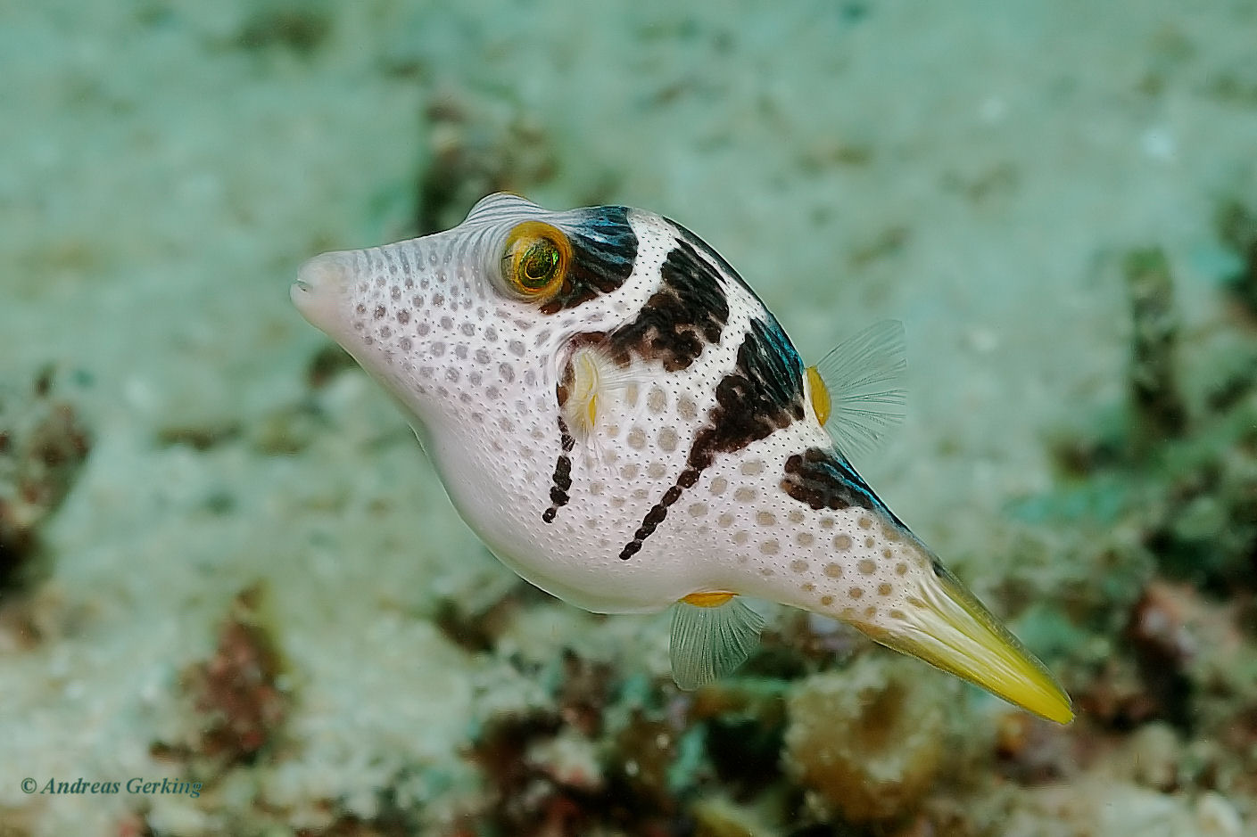 Sattel- Krugfisch - Canthigaster valentini