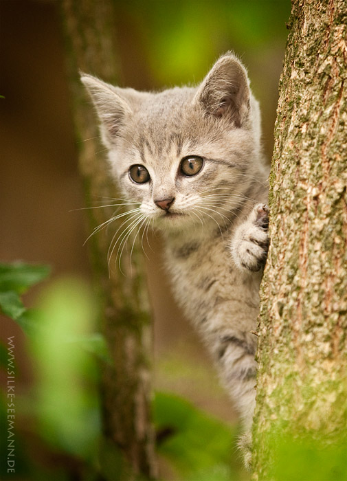 Satteldorfer Wildlife