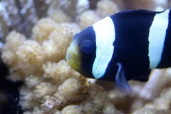 Sattelflecken Anemonenfische