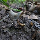 Sattellorchel - Helvella ephippium