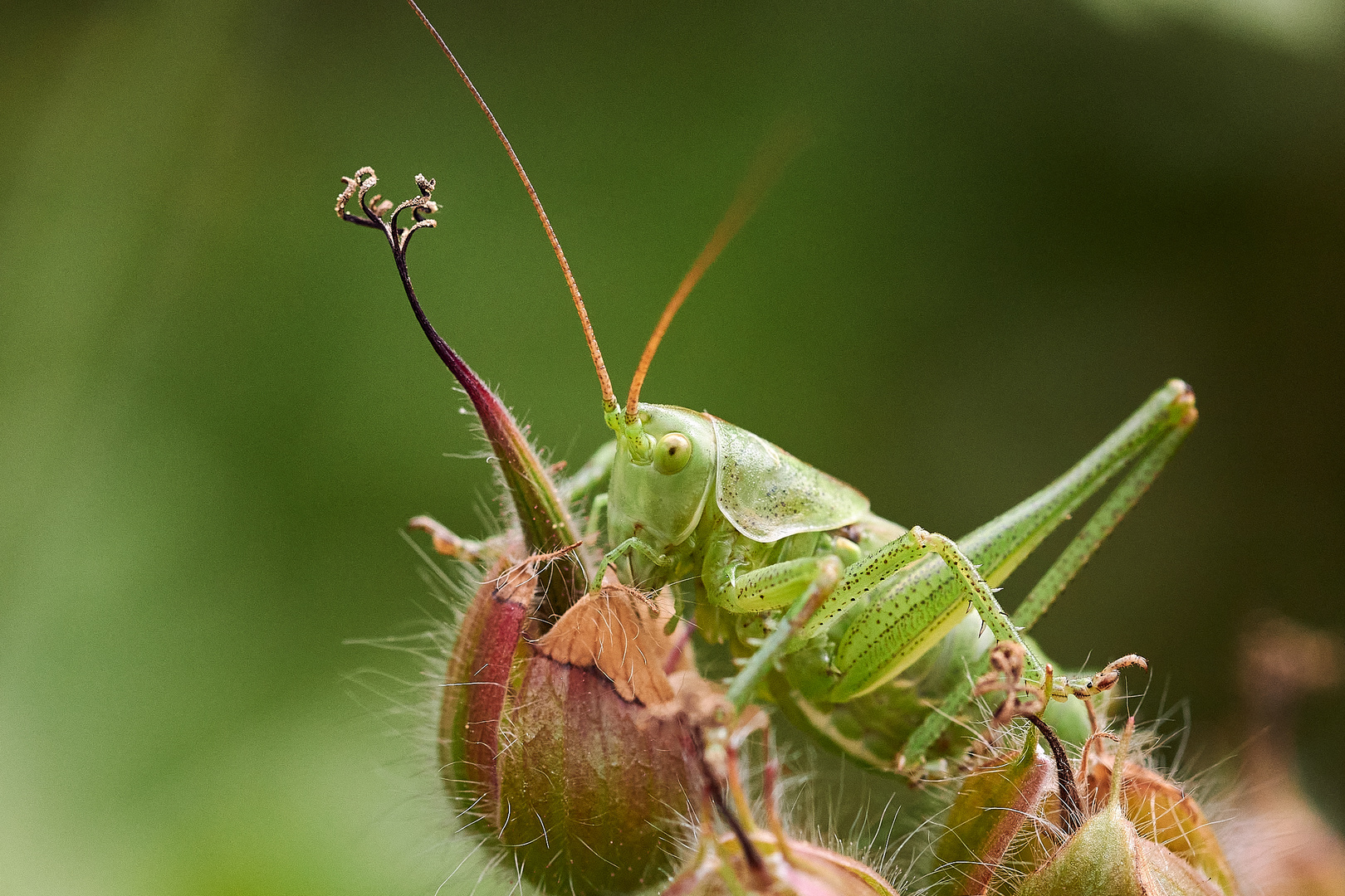 Sattelschrecke in der Natur